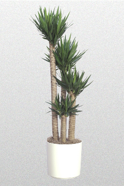 Yucca Guatemalensis